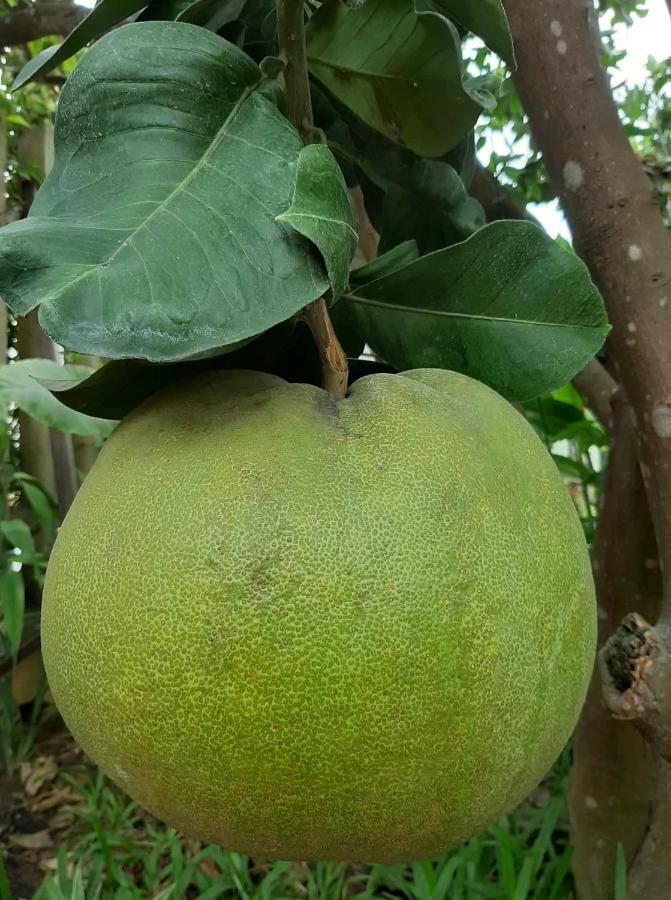 Green Grapefruit Villa Hoi An Exterior foto